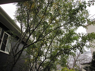 c0152002_18132464.jpg