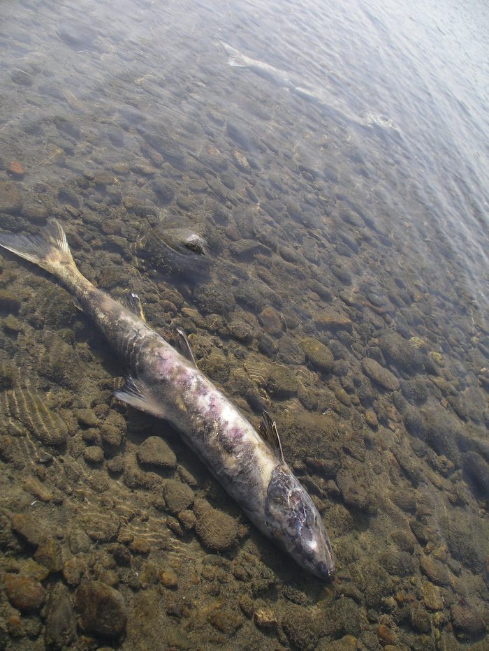 c0180802_1783689.jpg