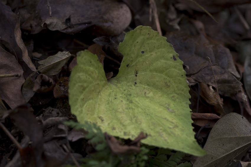 b0167256_710354.jpg