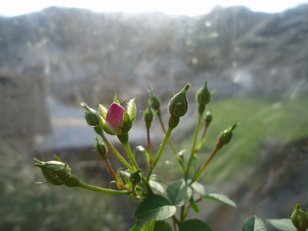 e0264374_12374980.jpg