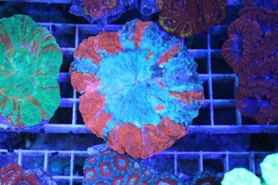 a0161975_18354226.jpg