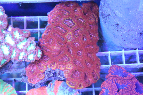 a0161975_1836779.jpg