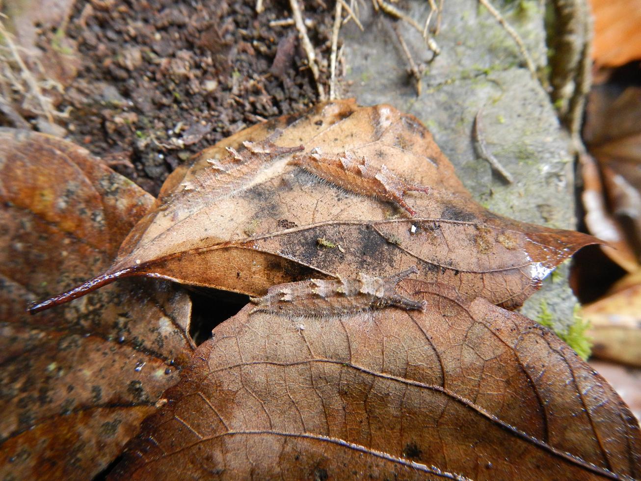 d0147002_7123587.jpg