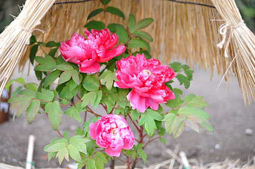 a0278809_16295243.jpg