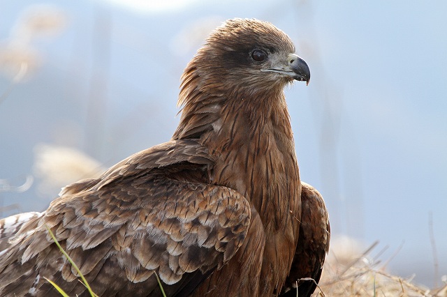 a0242438_17404138.jpg
