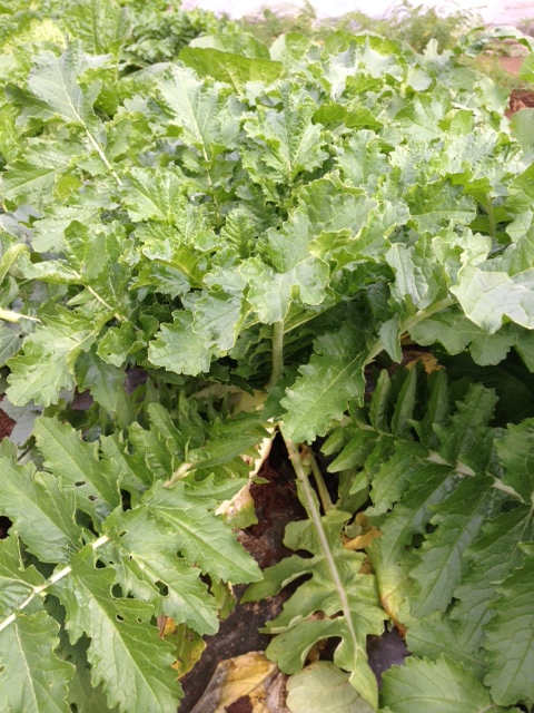 c0064706_1745862.jpg