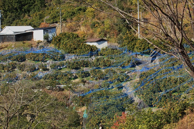 d0154609_11435611.jpg