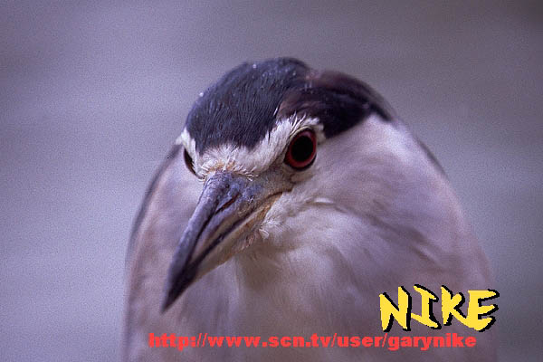 e0000968_11262995.jpg