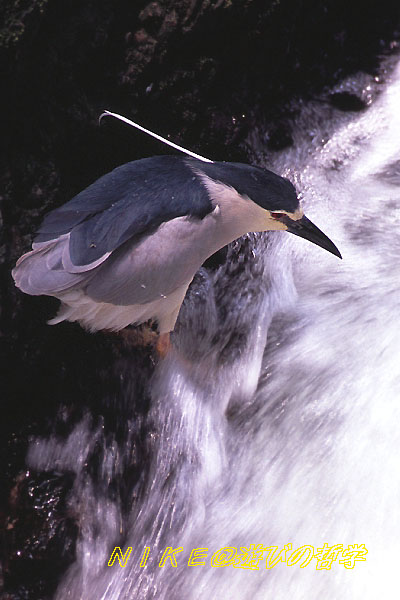 e0000968_1126475.jpg