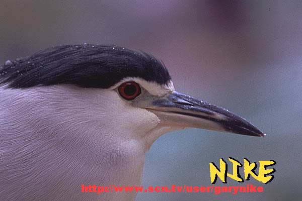 e0000968_11265935.jpg