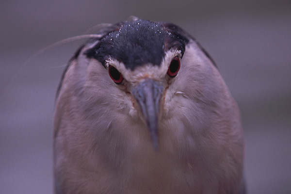 e0000968_11270100.jpg