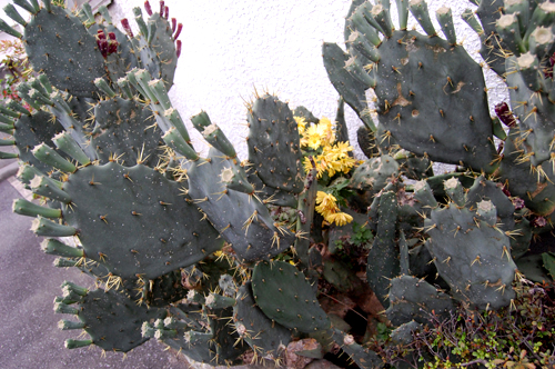 d0015006_1147391.jpg