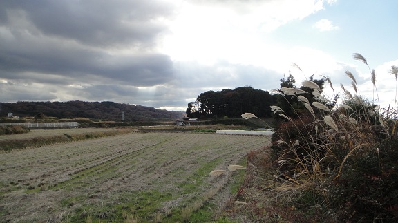 f0000521_546694.jpg