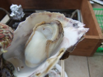 e0173645_0261132.jpg