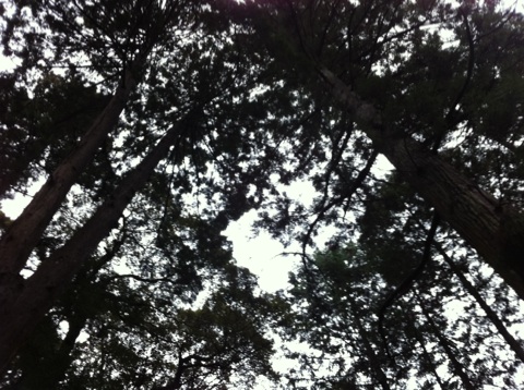 e0083155_91211.jpg