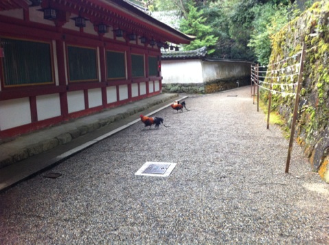 e0083155_981189.jpg