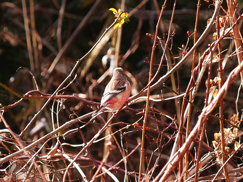 f0055184_1395564.jpg