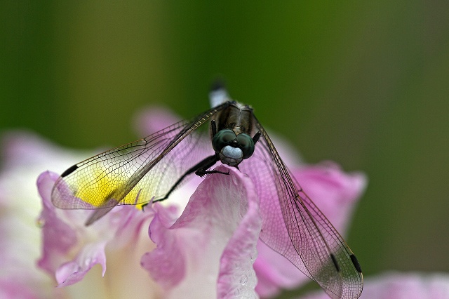 a0242438_1955124.jpg