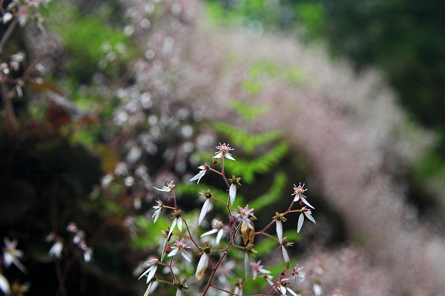 a0242438_19582579.jpg