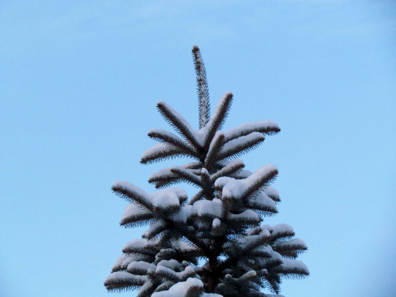c0183777_97681.jpg