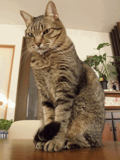 c0136736_18151757.gif