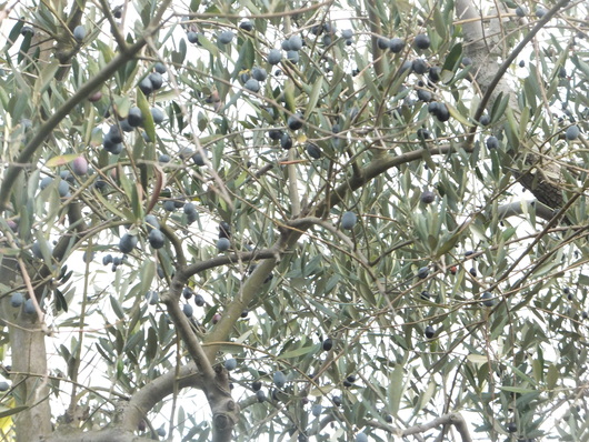 c0153444_13336.jpg