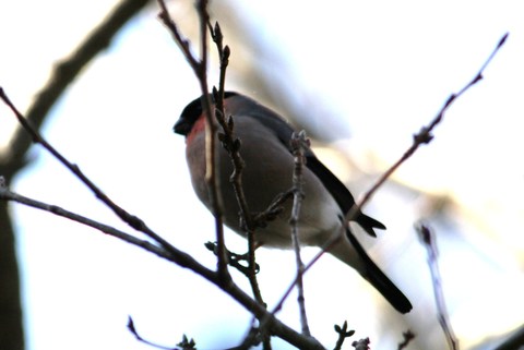 e0197884_1910199.jpg