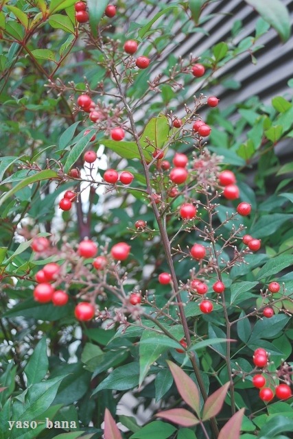 e0025300_1524494.jpg