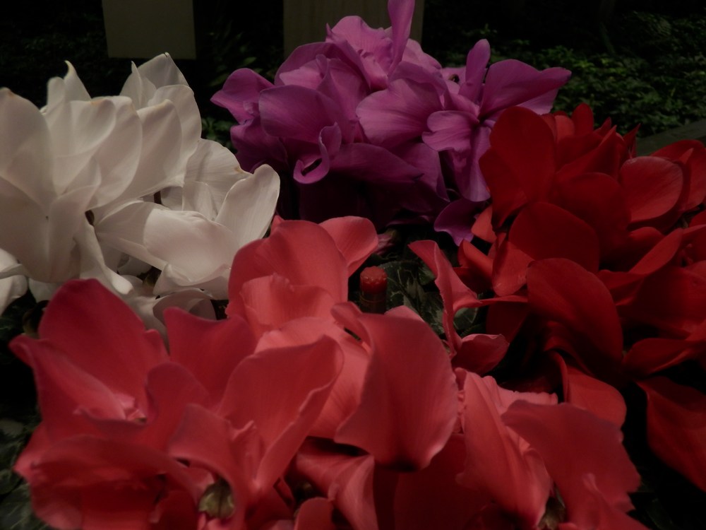 c0062511_2239188.jpg