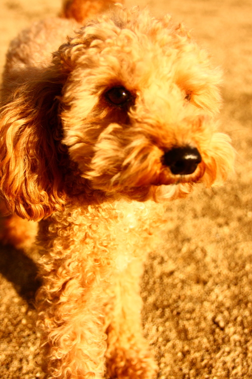 d0158028_113416100.jpg