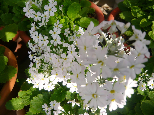 a0206332_11334147.jpg