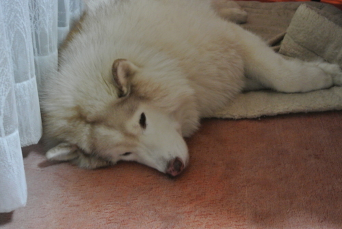 e0121548_149110.jpg