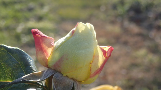 e0024081_1656649.jpg