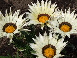 e0088260_15243341.jpg