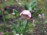 e0088260_15251678.jpg