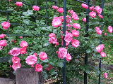 e0088260_153184.jpg