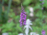 e0088260_1532134.jpg