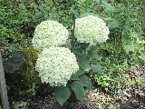 e0088260_15332616.jpg