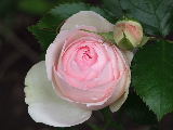 e0088260_15402879.jpg