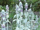 e0088260_15425030.jpg
