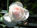 e0088260_1543692.jpg