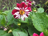 e0088260_15461973.jpg