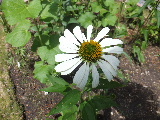e0088260_15474936.jpg