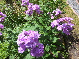 e0088260_15492127.jpg