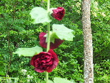 e0088260_1550464.jpg