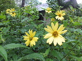 e0088260_1551068.jpg