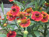 e0088260_15511357.jpg