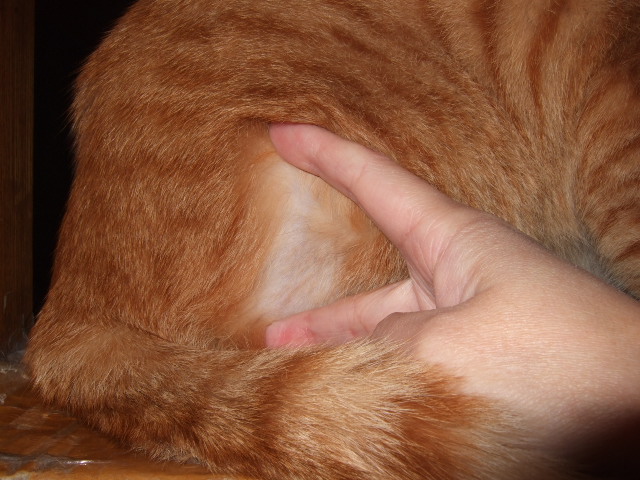 d0000778_032420.jpg