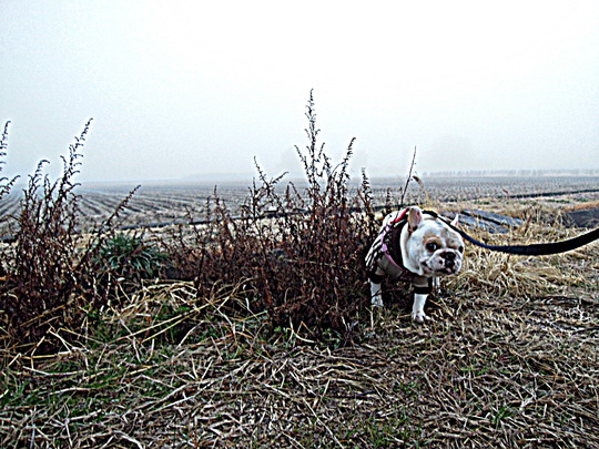 a0158613_950372.jpg