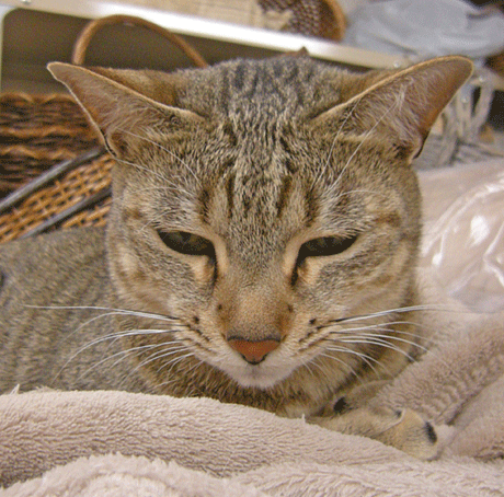 a0001354_21101173.gif